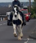 14.3hh Riding Gelding