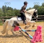 14.3hh Riding Gelding