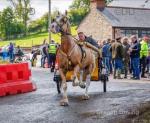 14.2hh Welsh Section D Ride & Drive Gelding