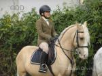 14.2hh Welsh Section D Ride & Drive Gelding
