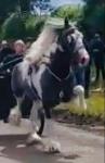 15.1hh Stallion at Stud 
