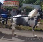 15.1hh Stallion at Stud 