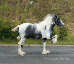 15.1hh Stallion at Stud 