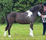 Louigi, 12.1hh Ride and Drive Gelding 