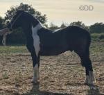 Louigi, 12.1hh Ride and Drive Gelding 