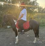 Louigi, 12.1hh Ride and Drive Gelding 