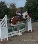 Primrose, 13.2hh Riding Mare