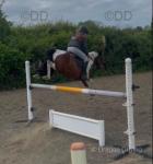 Primrose, 13.2hh Riding Mare