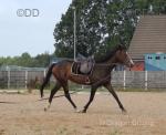 Peanut, 15.2hh Mare