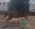 Peanut, 15.2hh Mare
