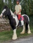 Suzie, 14hh Driving Mare