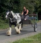 Suzie, 14hh Driving Mare