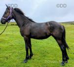 Yearling Friesian Filly