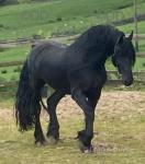 Yearling Friesian Filly