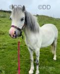 Luna, 11hh Welsh Section A Mare