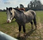 Gelding