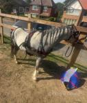 Gelding