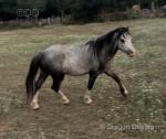 Gelding