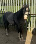 Gelding