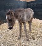 Filly Foal
