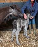 Filly Foal
