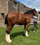 Bea, Shire Filly