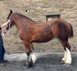 Bea, Shire Filly