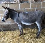 Donkey Gelding