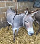 Donkey Gelding