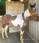 14.1hh pacing colt, coming 4. Passport there. Just side lined to appleby. Done all the drives. Bombproof in traffic. Seen all sorts
been there done it horse. 14.1hh pacing colt, coming 4. Passport there. Just side lined to appleby. Done all the drives. Bombproof in traffic. Seen all sorts
been there done it horse.