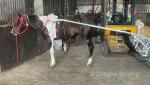 Paul, 12 year old driving gelding. Very quiet and easy to do, snaffle mouthed, will stand all day. Paul, 12 year old driving gelding. Very quiet and easy to do, snaffle mouthed, will stand all day.