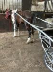 Paul, 14.3hh Driving Gelding