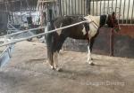 Paul, 14.3hh Driving Gelding