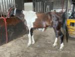 Paul, 14.3hh Driving Gelding