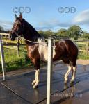 15.1hh Ride and Drive Gelding 
