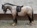 Ronnie, 12hh Gelding 