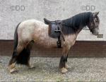 Ronnie, 12hh Gelding 