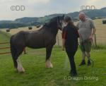 Whistling Mike, 15.2hh Gelding 