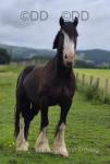 Whistling Mike, 15.2hh Gelding 