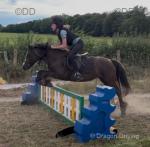 12hh Riding Mare