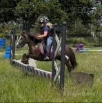 12hh Riding Mare