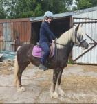 13.3hh Mare