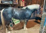 13.3hh Mare
