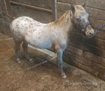 Yearling Colt