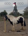 Bow, 13.1hh Riding Mare