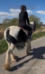 Bow, 13.1hh Riding Mare