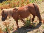 Shetland Mare Possibly in Foal