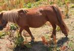 Shetland Mare Possibly in Foal