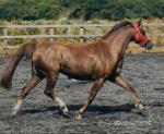 12.2hh Mare