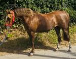 12.2hh Mare